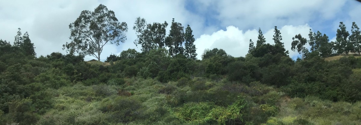 The Impermanence of Green (and Yellow…and Orange…)