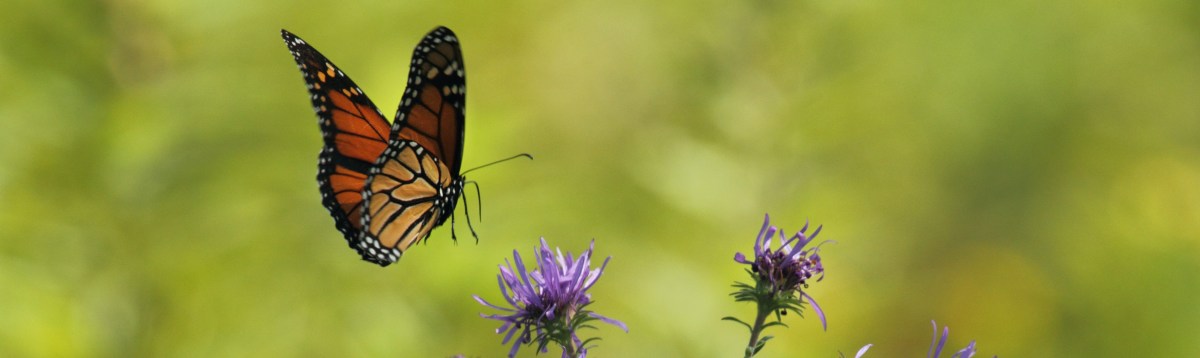 Four Minutes of&nbsp;Hovering