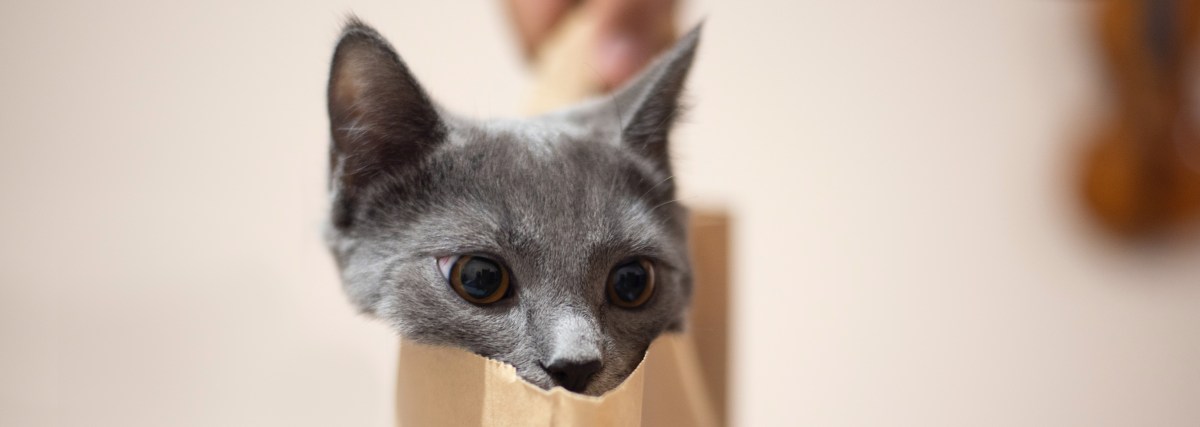 Fighting My Way Out of a Paper Bag: An&nbsp;Analogy