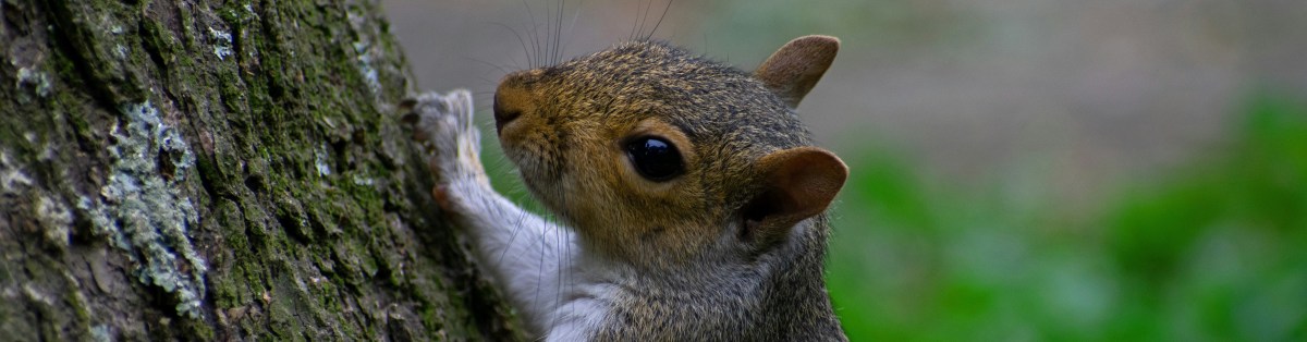 Favorite Calm Things: Chipmunks and&nbsp;Squirrels